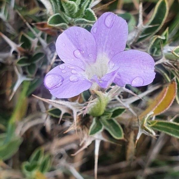 Barleria delamerei Blomma