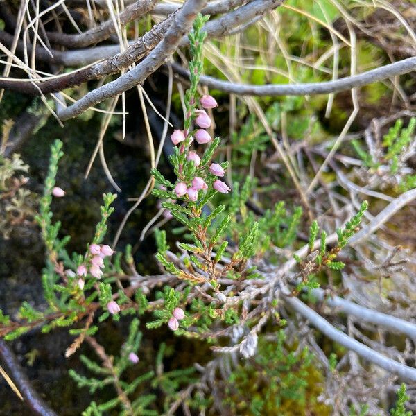 Calluna vulgaris Flower