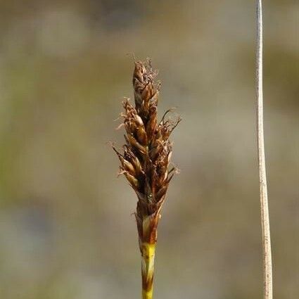 Kobresia simpliciuscula Fruct