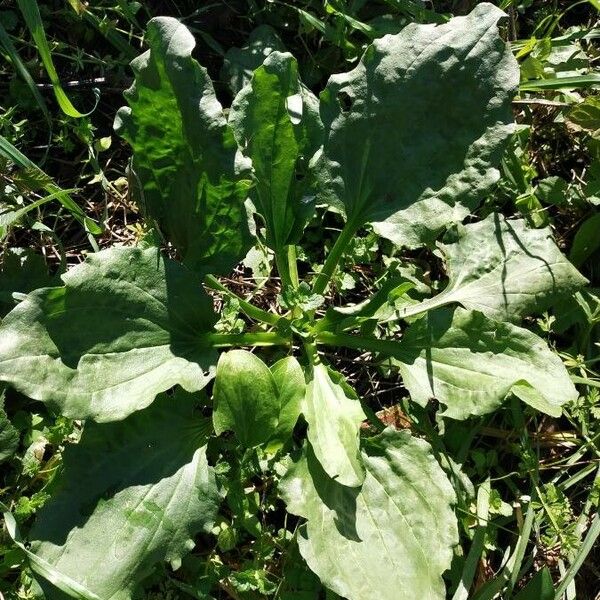 Plantago major Листок