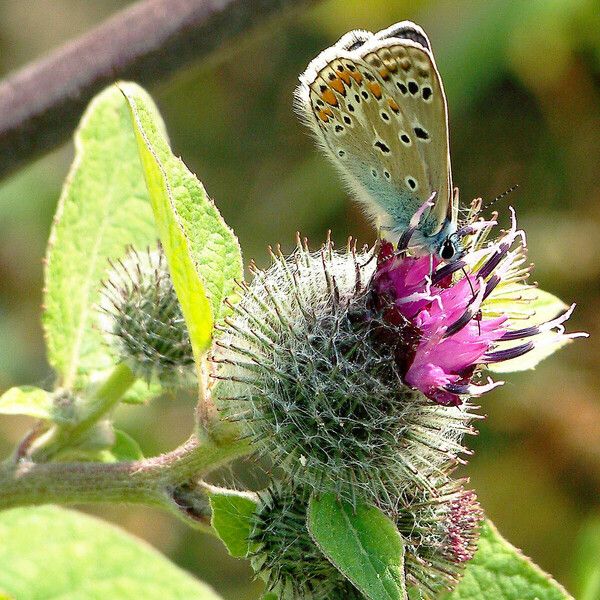 Arctium tomentosum Blodyn