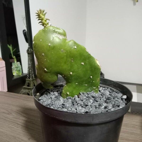 Opuntia stricta Kora