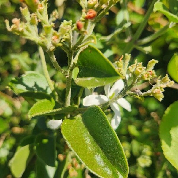 Jasminum fluminense Hoja