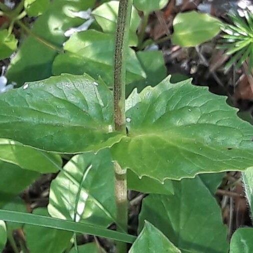 Valeriana montana Leaf