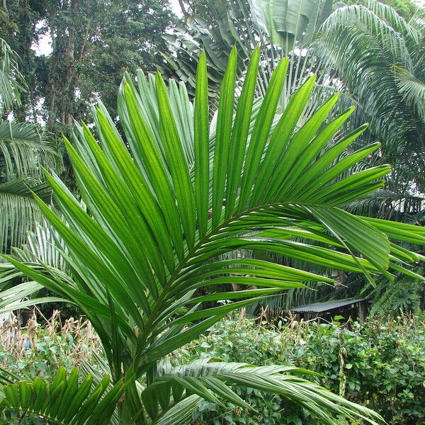 Areca catechu Ліст