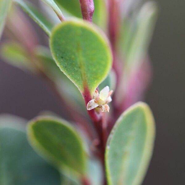 Myrsine diminuta Leaf