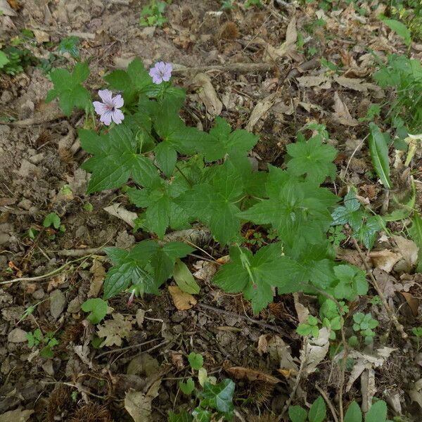 Geranium nodosum Habitus