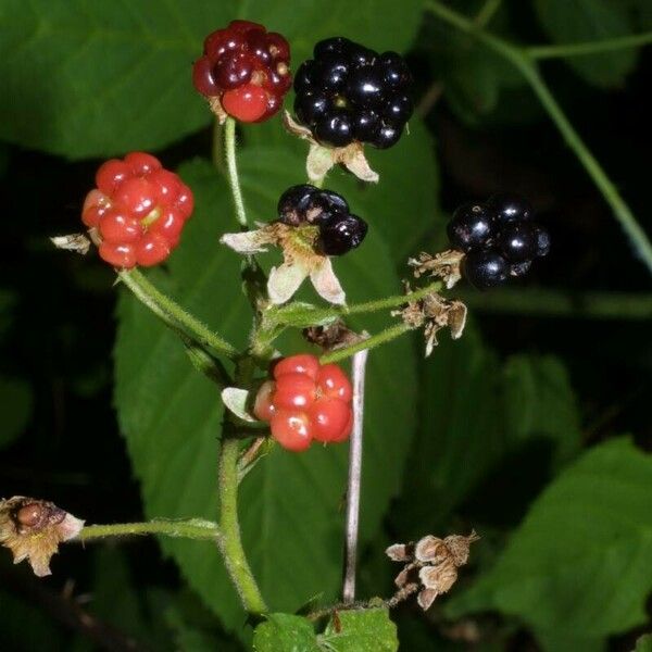 Rubus allegheniensis Fruit