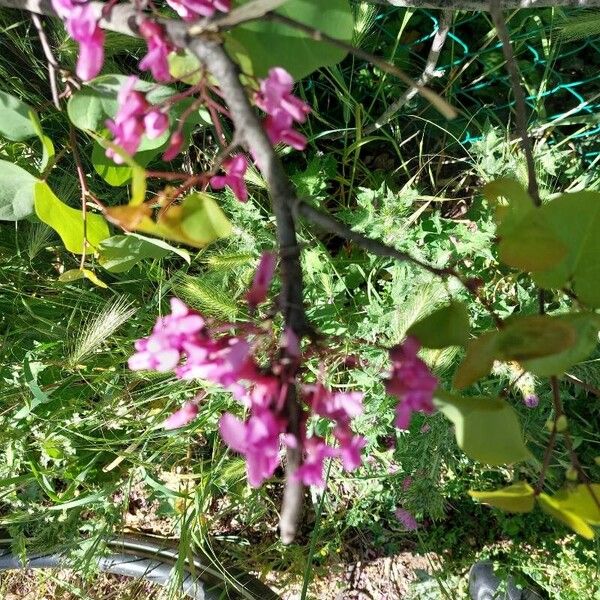 Cercis siliquastrum Flower