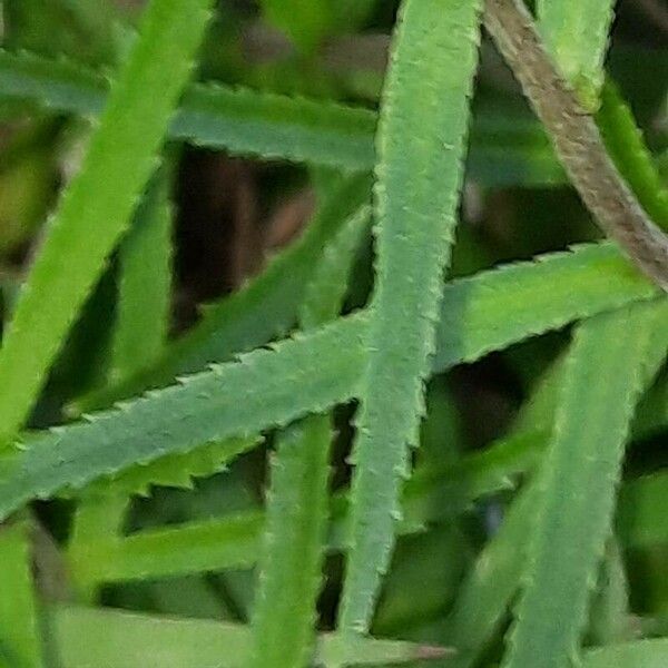 Achillea ptarmica Fuelha