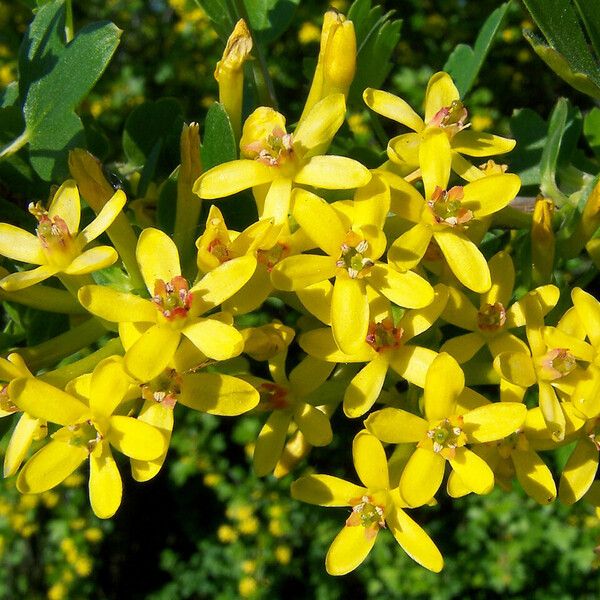 Ribes aureum Kukka