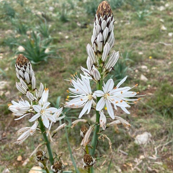 Asphodelus macrocarpus Flors