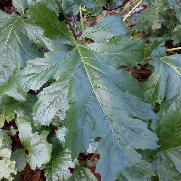 Acanthus mollis Leaf