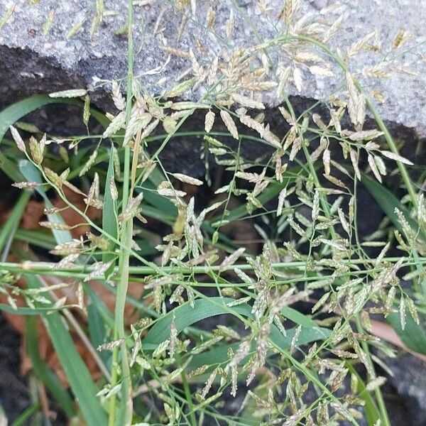 Eragrostis minor Flor