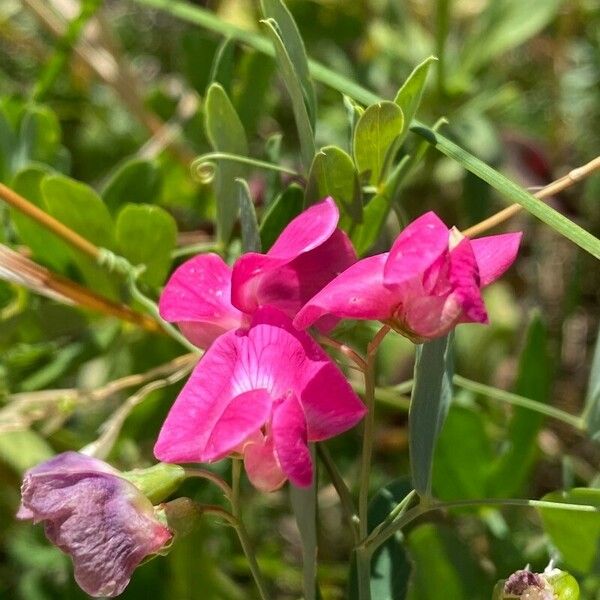 Lathyrus tuberosus Кветка