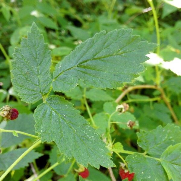 Rubus idaeus Fleur