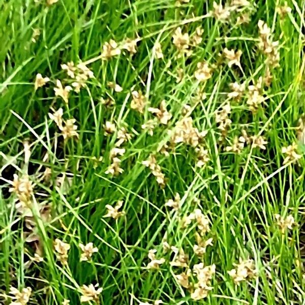 Carex brizoides Blomst