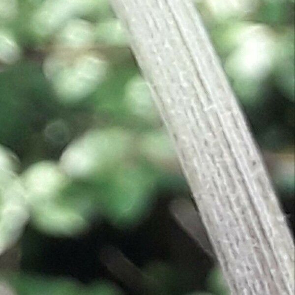 Cirsium heterophyllum Bark