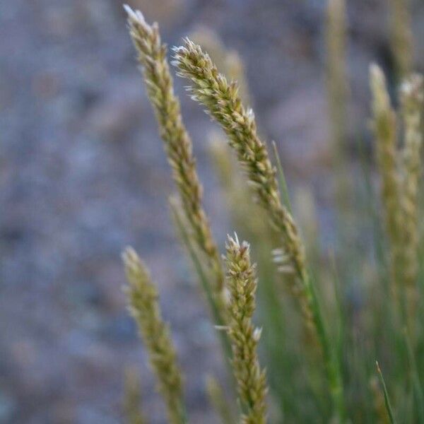 Melica canariensis ফুল