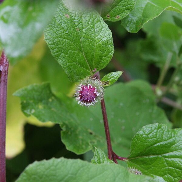 Arctium nemorosum Virág