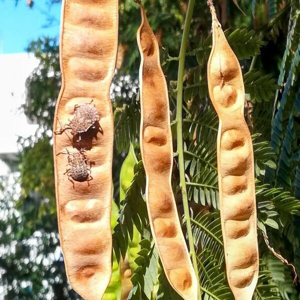 Albizia julibrissin फल