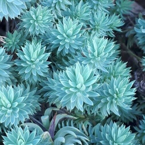 Euphorbia pithyusa Φύλλο