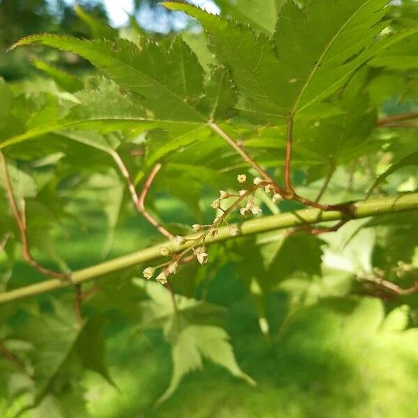 Acer micranthum Flower