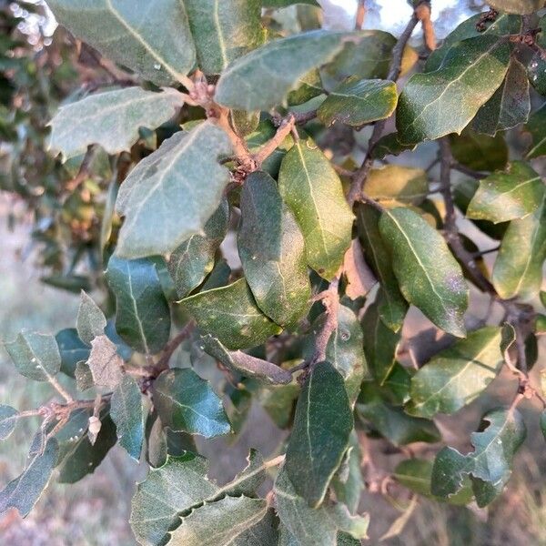 Quercus suber पत्ता