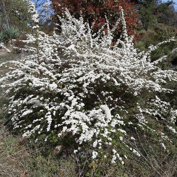 Spiraea × vanhouttei 花