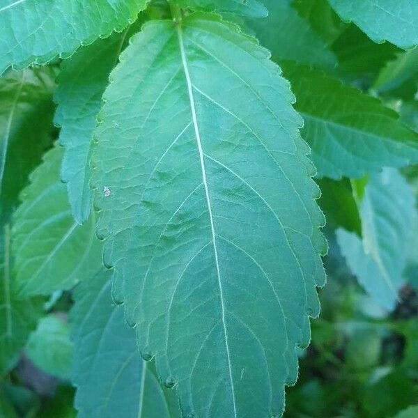 Mercurialis annua Ліст