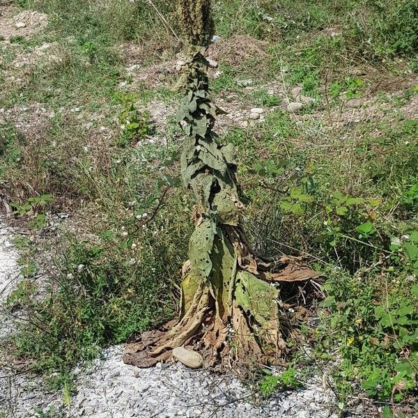 Verbascum thapsus Агульны выгляд