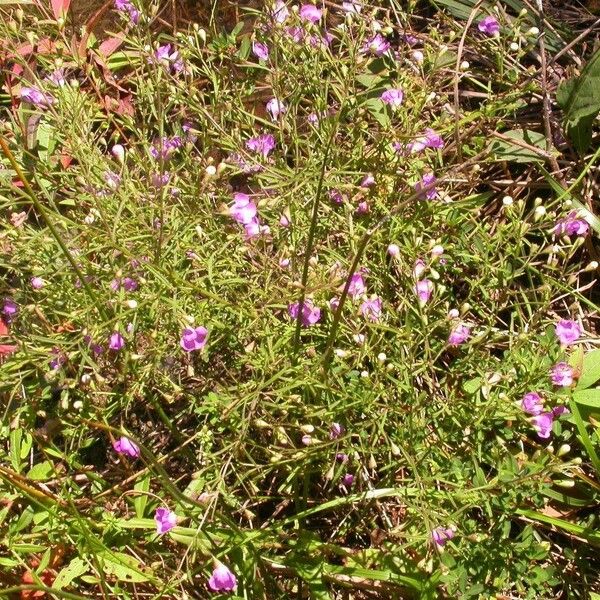 Agalinis tenuifolia Habitat