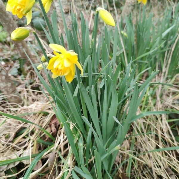 Narcissus jonquilla Yeri