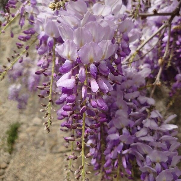 Wisteria sinensis फूल