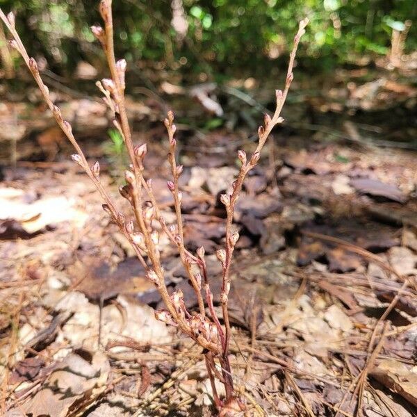 Epifagus virginiana Лист