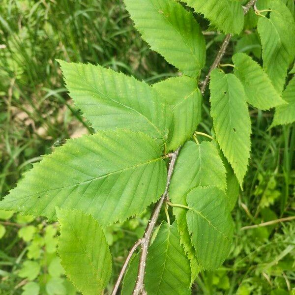 Betula alleghaniensis 葉