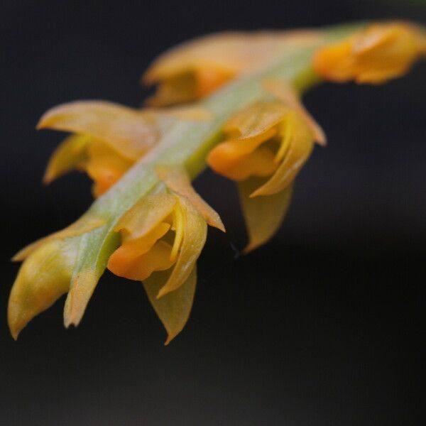 Bulbophyllum fuscum Fiore
