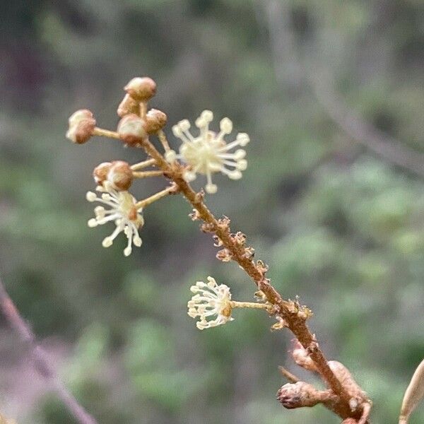 Croton dichogamus Floare