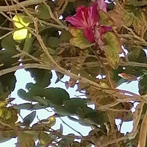 Bauhinia purpurea Flor