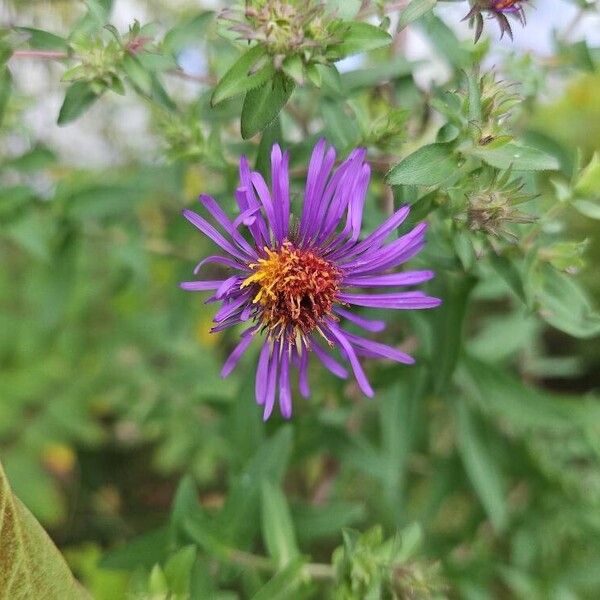 Symphyotrichum novae-angliae Flower