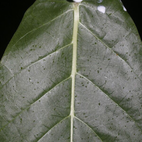 Calotropis procera Lubje