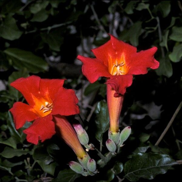 Amphilophium buccinatorium Flower