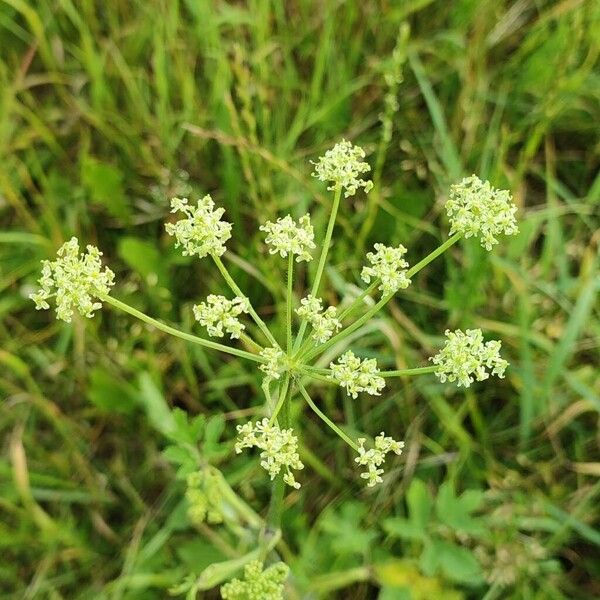 Heracleum sibiricum Flor