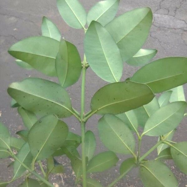 Garcinia gardneriana Leht