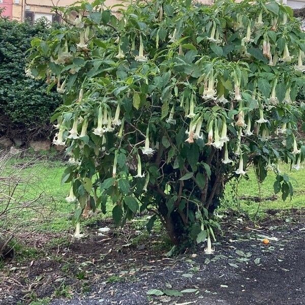 Brugmansia suaveolens Hábitos