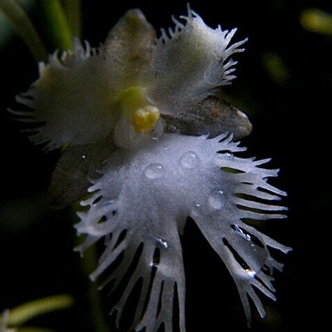 Rhipidoglossum polydactylum Flor
