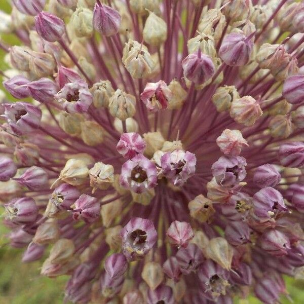 Allium ampeloprasum Blomst