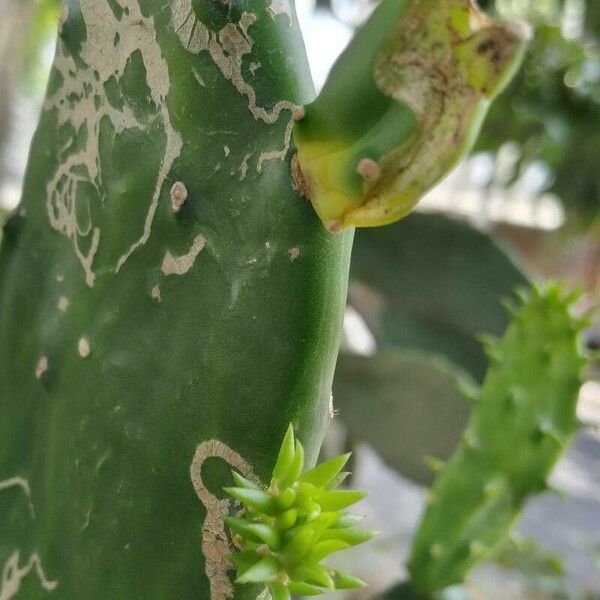 Opuntia cochenillifera Frunză