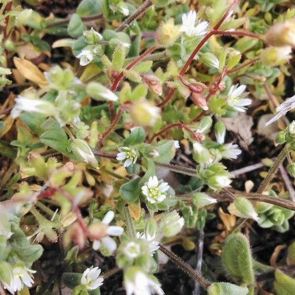 Cerastium semidecandrum Flower