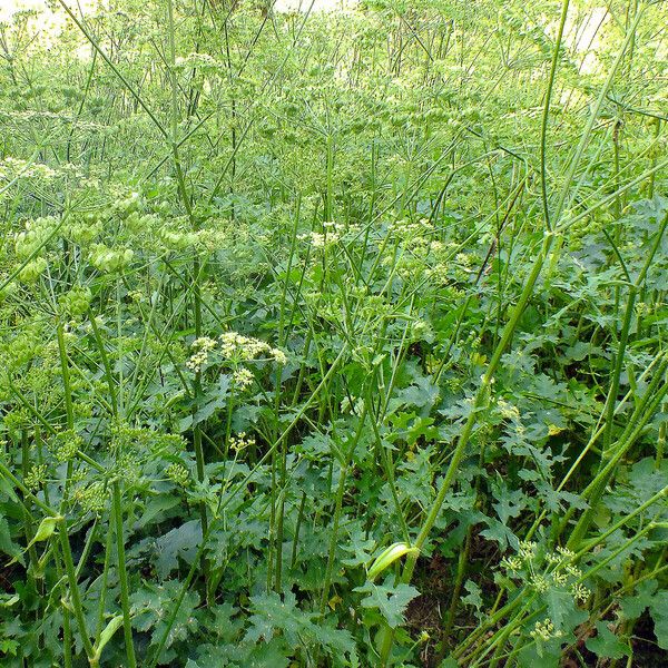 Heracleum sphondylium Plante entière